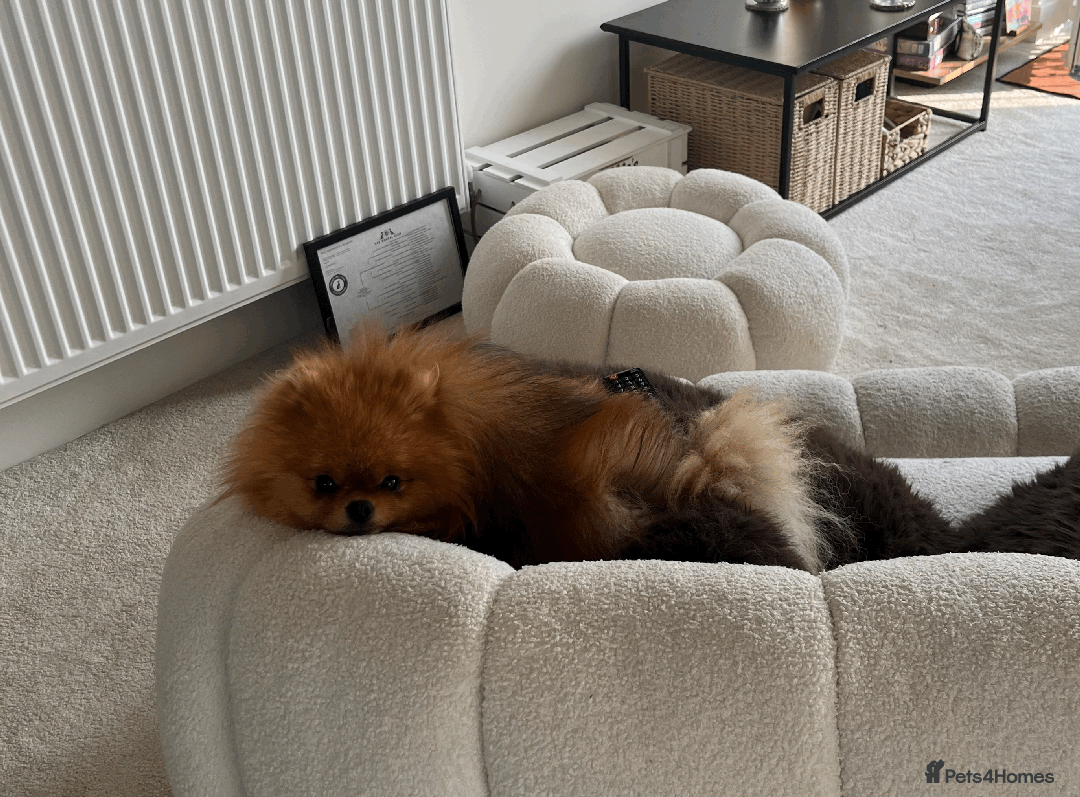 Pomeranian dogs for stud: 5 Gen Pedigree Pom ** ** boy for stud  - Image 5