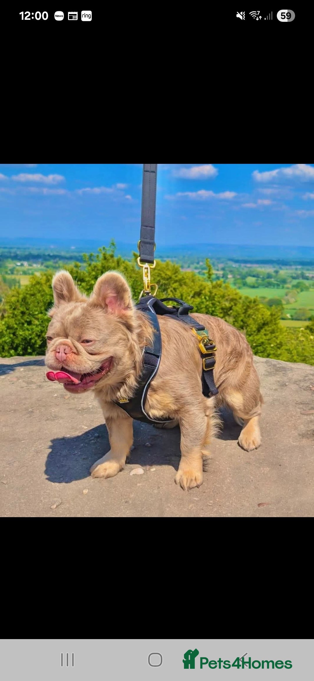 French Bulldog dogs for sale: One male fluffy frenchie kc - Image 5