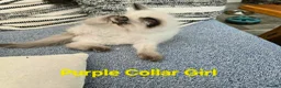 Ragdoll cats for sale: Beautiful ragdolls - Advert 3