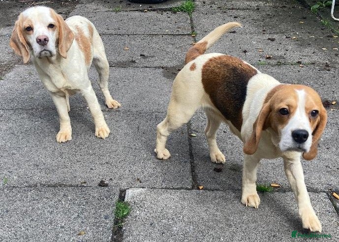 Beagle dogs 2 Kc Reg Beagles Girls For Sale - Advert 16