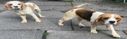 Beagle dogs for sale: 2 Kc Reg Beagles Girls For Sale - Advert 1