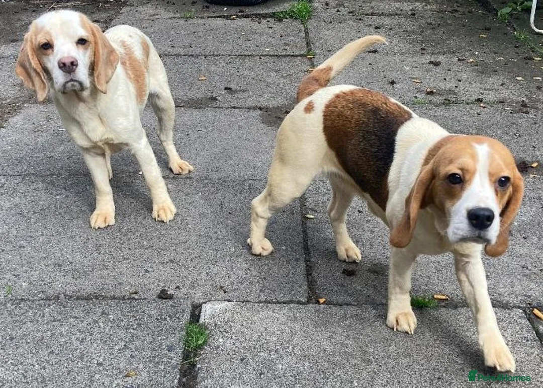 Beagle dogs for sale: 2 Kc Reg Beagles Girls For Sale - Advert 1