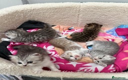 British Longhair cats for sale: Scottish Straights Longhair and Shorthair - Image 12