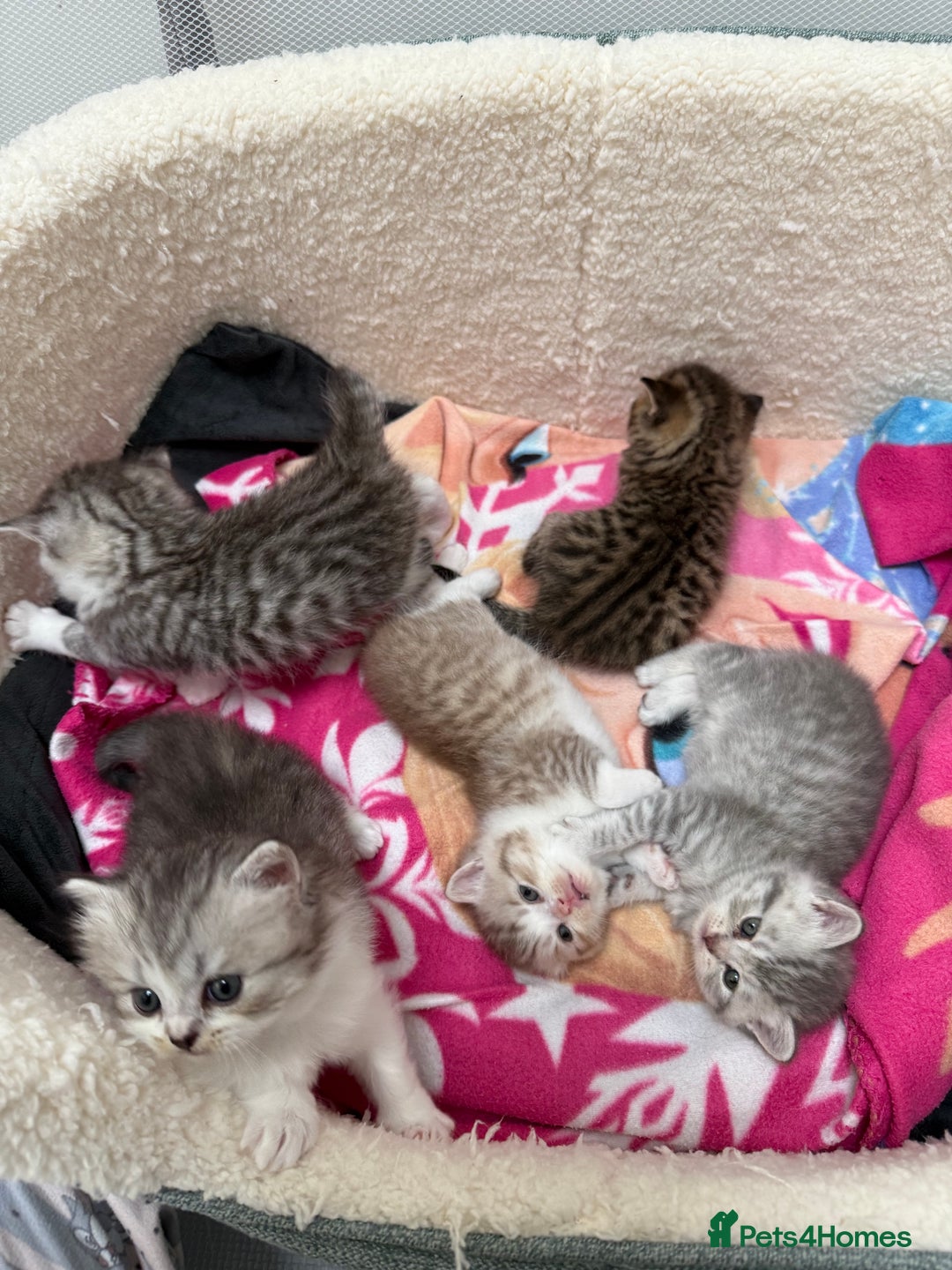 British Longhair cats for sale: Scottish Straights Longhair and Shorthair - Image 12