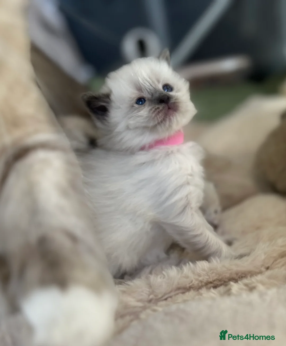 Ragdoll cats for sale: Ragdoll kittens for sale  - Advert 6