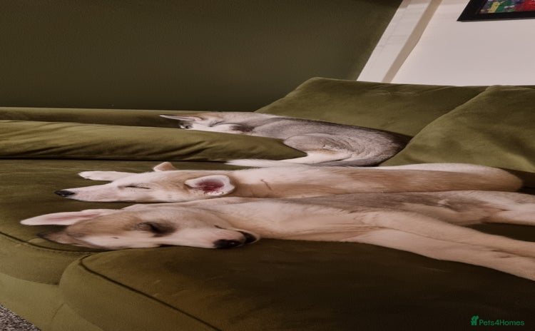 Siberian Husky dogs - Advert 1