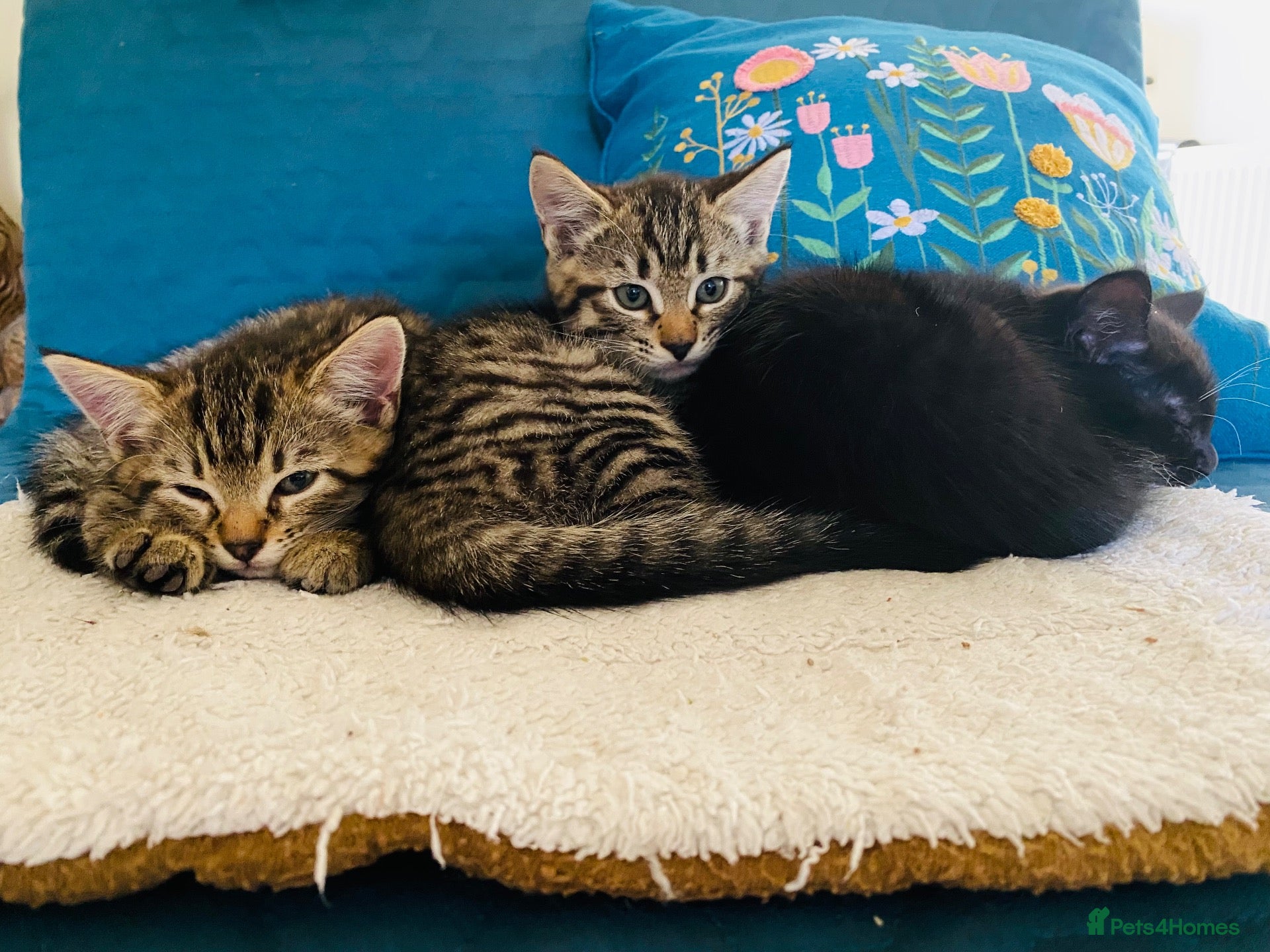 Mixed Breed cats Three Beautiful Kittens. READY TO GO!  - Advert 2