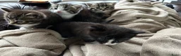 Mixed Breed cats for sale: Adorable kittens ready to go - Advert 6