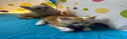 Maine Coon cats for sale: Maine Coon Kittens in Cambridge - Advert 23