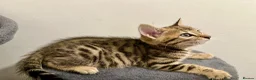 Bengal cats for sale: 1 gorgeous bengal boy kitten for sale  in London - Advert 23