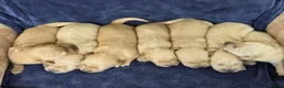 Goldador dogs for sale: 🐶 Adorable puppies ready for their forever homes  - Advert 6