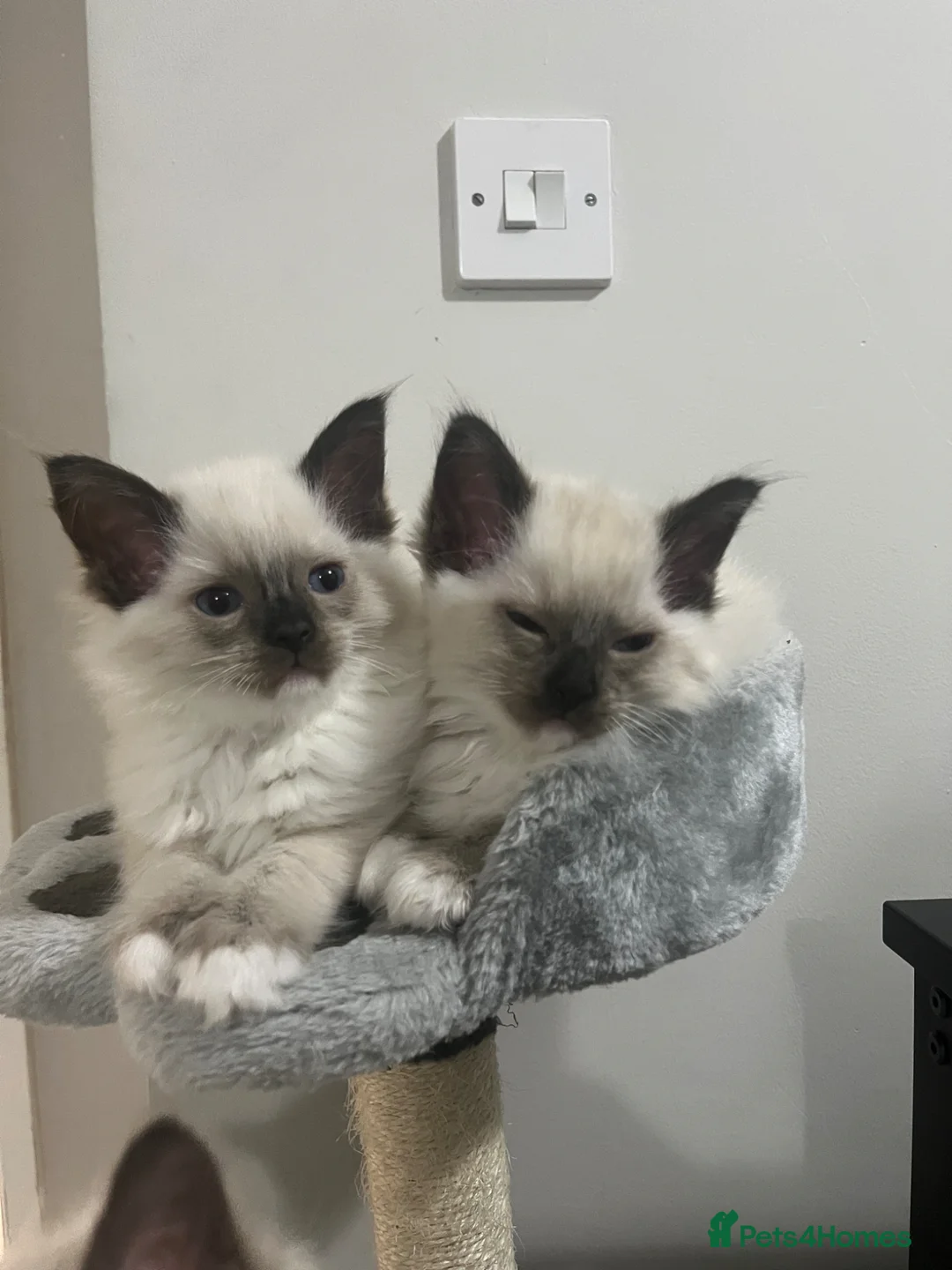 Ragdoll cats for sale: Ragdoll kitten 1 chocolate mitted seal point  in Skelmersdale - Advert 2