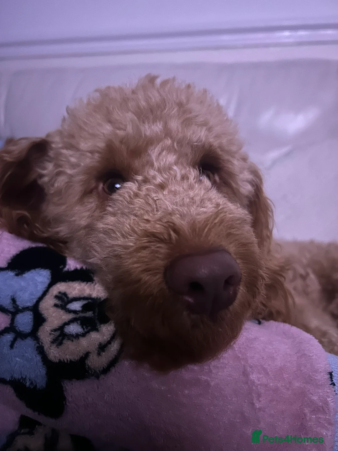 Cockapoo dogs for sale: Male Cockapoo - Rehoming - Advert 2