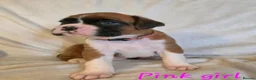 Boxer dogs for sale: Outstanding Boxer Puppies 1 Boy & 3 Girls  in Crawley - Advert 6