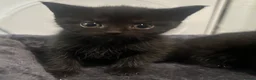 Burmese cats for sale: 🐾 Burmese x British Shorthair Kittens 🐾 - Advert 9