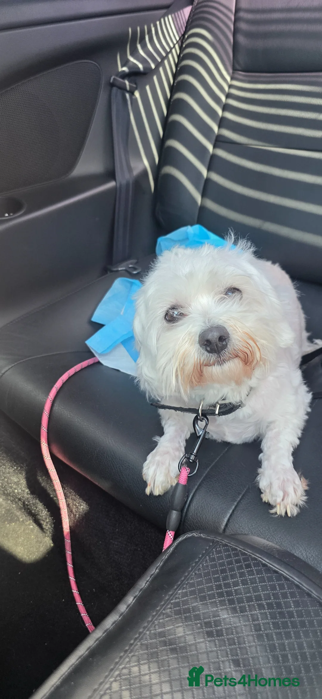 Maltese dogs for sale: Maltese  in Barking - Advert 1