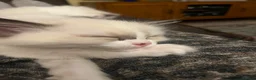 Ragdoll cats for sale: Beautiful baby girl ragdoll  - Advert 20