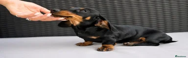 Miniature Dachshund Puppy 1