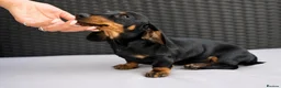 Miniature Dachshund dogs for sale: Beautiful Miniature Dachshund Puppy -KC Registered in Romford - Advert 2