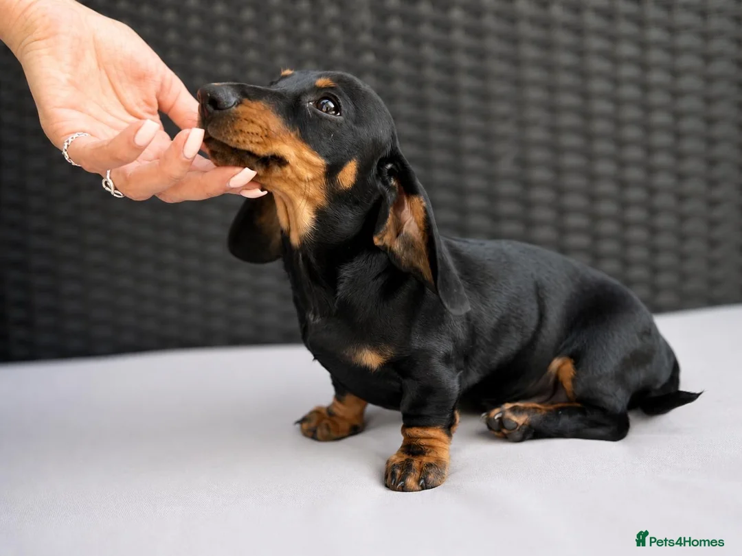 Miniature Dachshund dogs for sale: Beautiful Miniature Dachshund Puppy -KC Registered in Romford - Advert 2