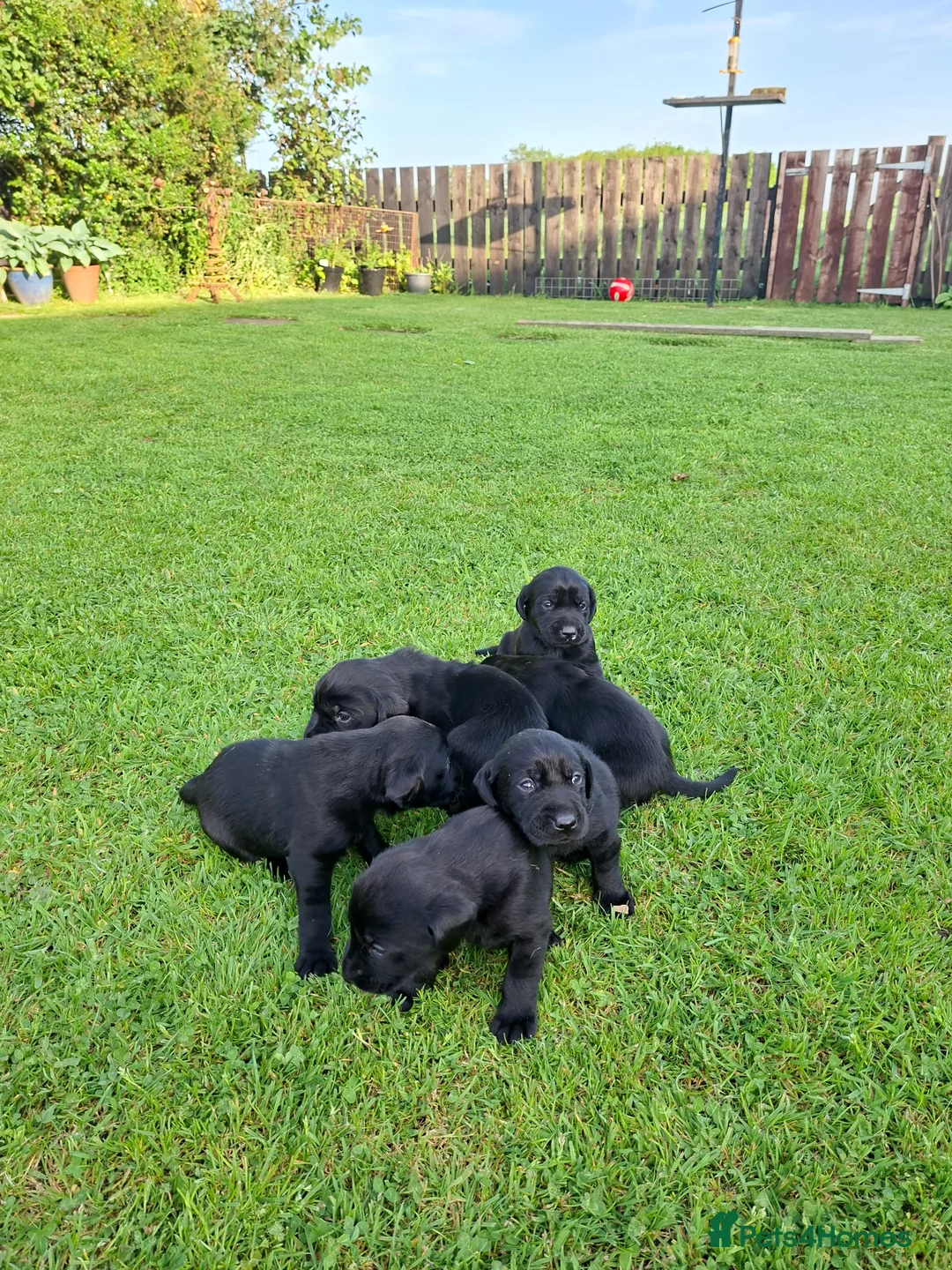 Labrador Retriever dogs for sale: KC Reg Labrador Puppies Excellent Working Lines - Advert 3