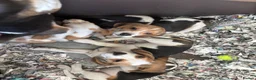 Beagle dogs for sale: KC registered Beagle puppies  - Advert 4