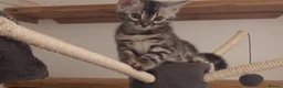 Bengal cats for sale: Stunning Silver Charcoal Bengal boy - Advert 5