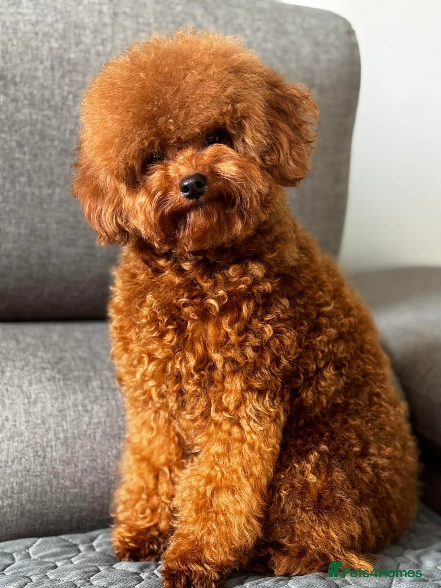 Toy Poodle dogs Asian Toy Poodle - Advert 8