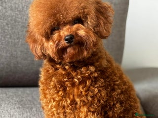 Toy Poodle dogs Asian Toy Poodle - Advert 8