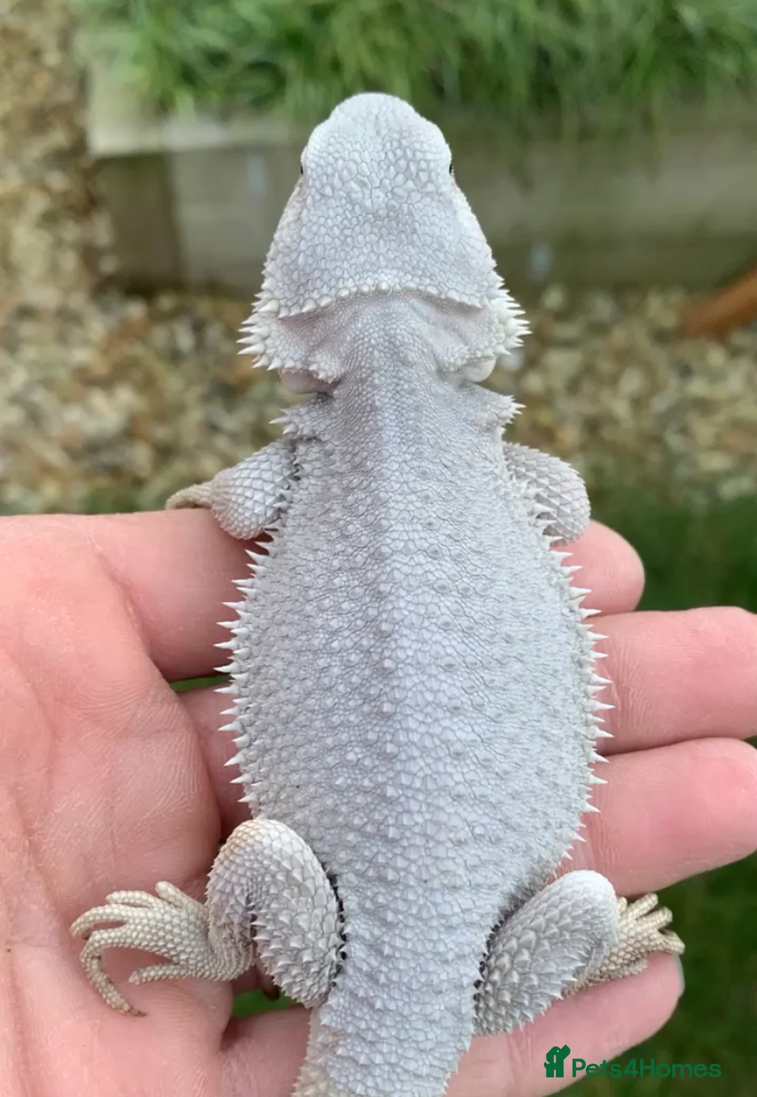 Bearded Dragon reptiles for sale: Red Monster Genetic Stripe Zero Hypo Trans License - Advert 23