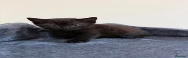 Persian 4