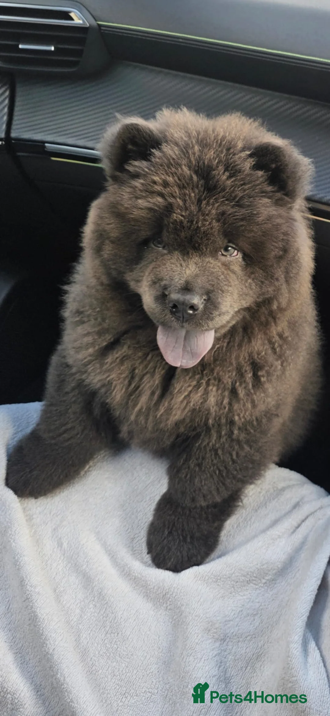 Chow Chow dogs for sale: Kc registered blue chow chow in Swindon - Advert 2
