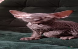 Sphynx cats for sale: Mixed selection Sphynx kittens. - Image 19