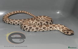 Snake reptiles for sale: Hognose snakes  - Image 6