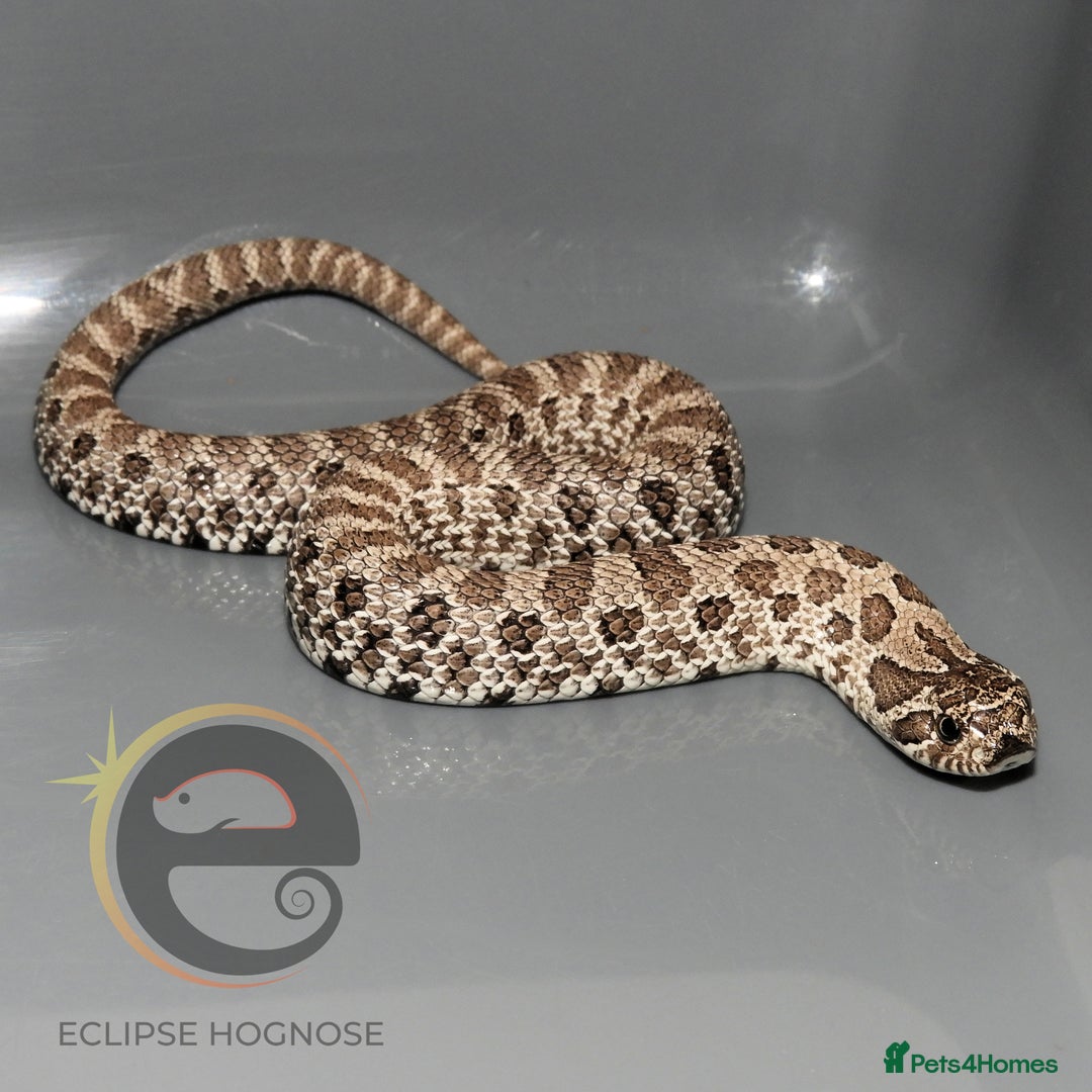 Snake reptiles for sale: Hognose snakes  - Image 6