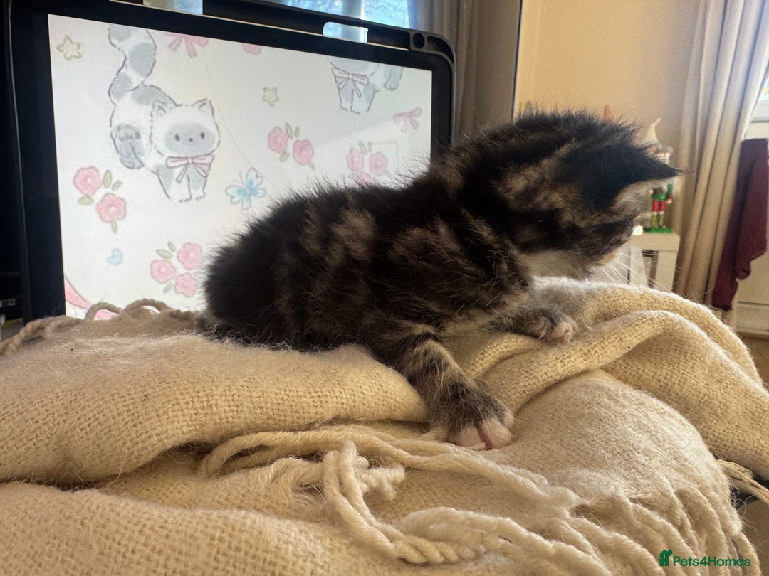 British Shorthair cats for sale: Adorable kittens - Advert 6