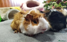 Guinea Pig rodents for sale: Five gorgeous male guinea pigs different breeds in Milnthorpe - Image 19