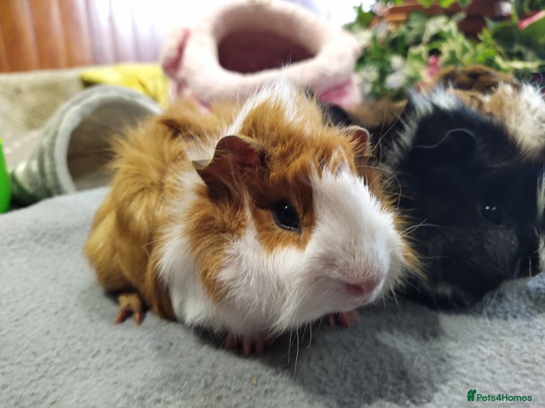 Guinea Pig rodents for sale: Five gorgeous male guinea pigs different breeds in Milnthorpe - Image 19