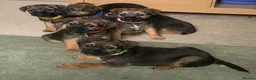 Border Terrier dogs for sale: Healthy Bundles of Border joy  - Advert 3