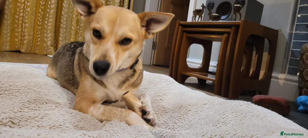 Mixed Breed dogs for adoption: OVERLOOKED: ❤️LOLLY❤️- small size 2 yo girl - Advert 7