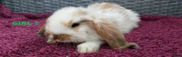 Mini Lop rabbits for sale: Cute French x Mini Lop Ready to Go!!! - Advert 17