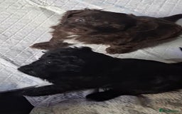 Mixed Breed dogs for sale: Shihpoo Puppies  - Image 15