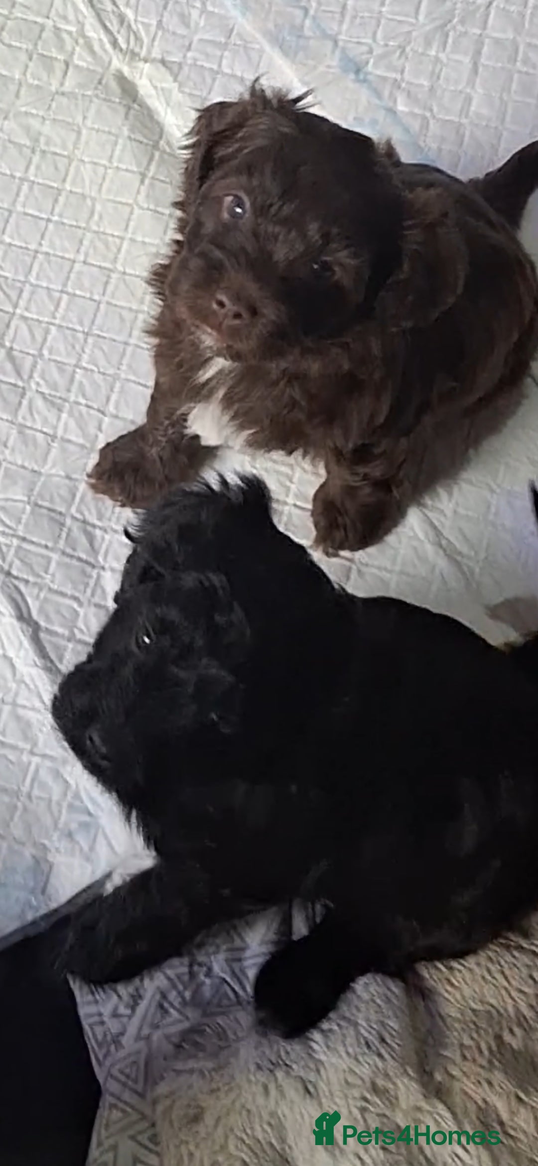 Mixed Breed dogs for sale: Shihpoo Puppies  - Image 15