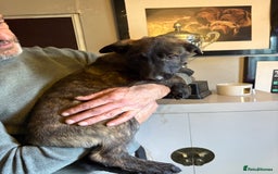 Mixed Breed dogs for sale: Dutch herder x German Shepherd pups - Image 25
