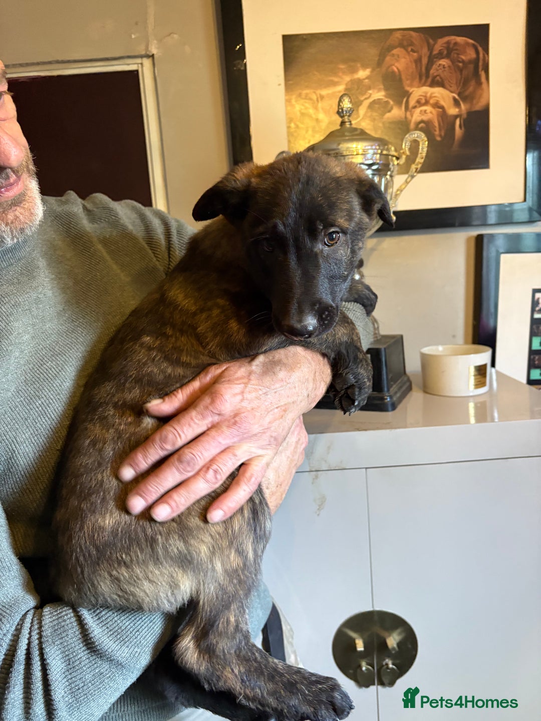 Mixed Breed dogs for sale: Dutch herder x German Shepherd pups - Image 25