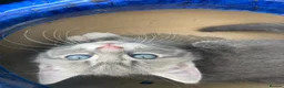 Mixed Breed cats for sale: ✨🩷💜🐾✨ Blue Tabby Girl Ready Now ✨🩷💜🐾✨  - Advert 3