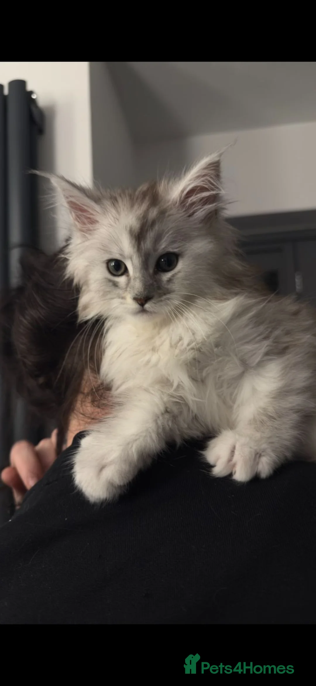 Maine Coon cats for sale: Female  - Advert 4