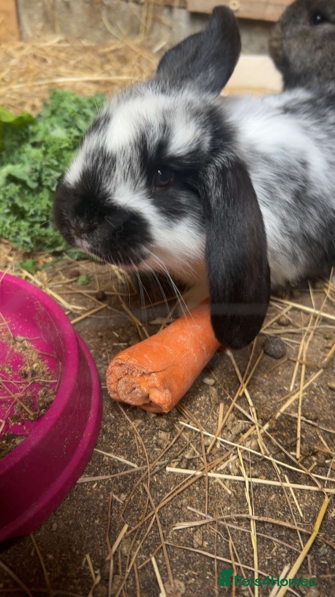 Mixed Breed rabbits Gorgeous French lop cross - Advert 1