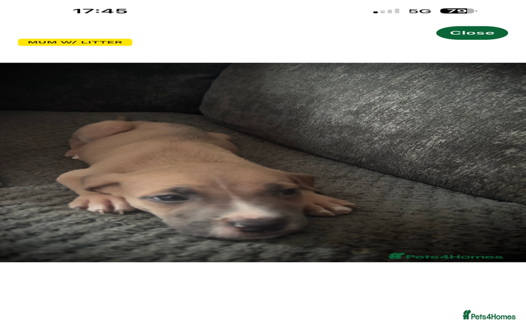 Mixed Breed dogs - Advert 2
