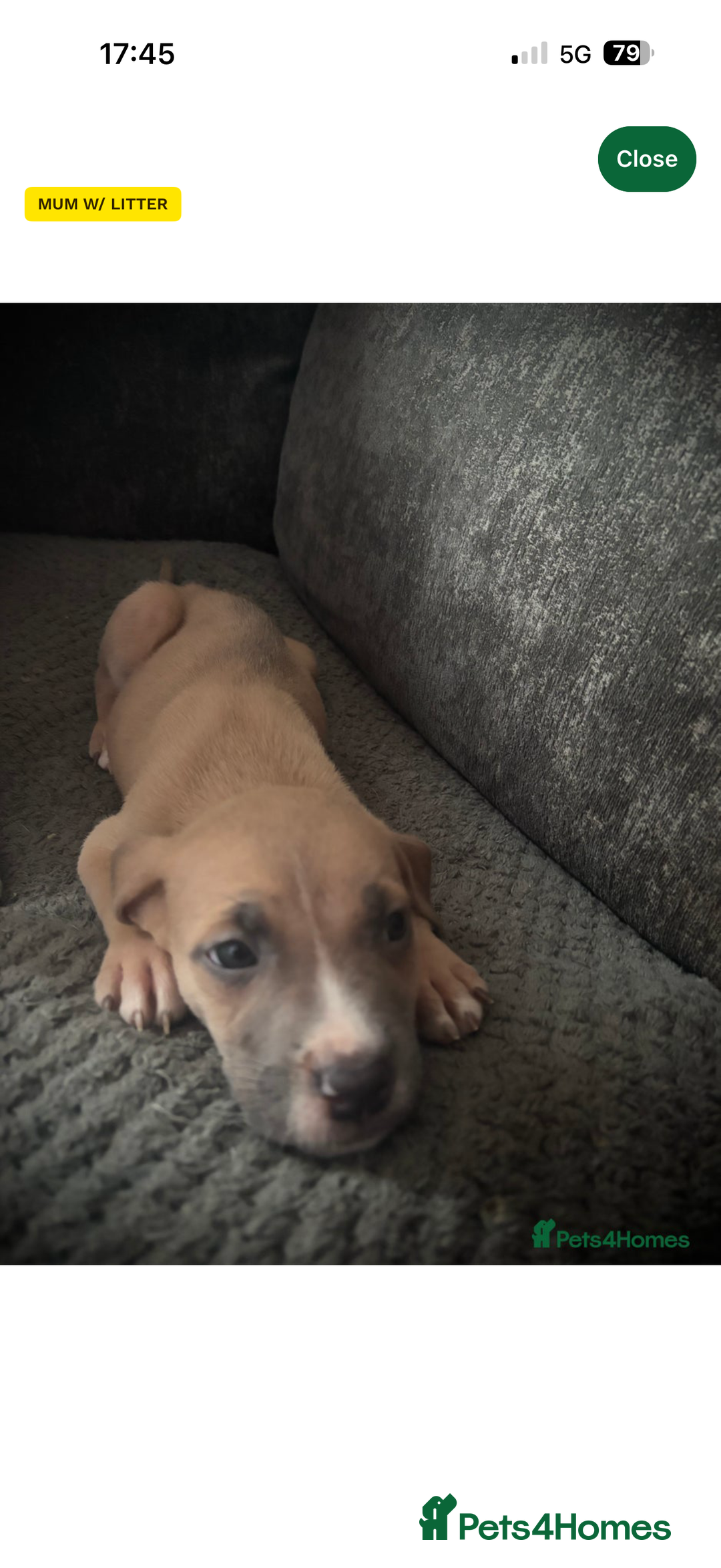 Mixed Breed dogs for sale: Rocky the puppy - Image 1